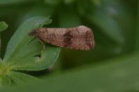 Celypha striana