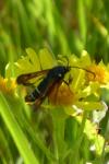 Pyropteron chrysidiforme