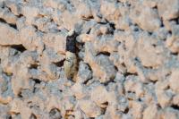 Trichophaga tapetzella