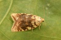 Aleimma loeflingiana