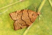 Pandemis corylana