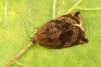 Archips crataegana