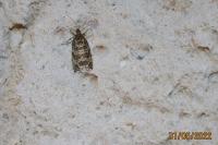 Celypha rivulana
