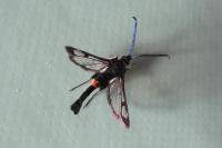 Synanthedon myopaeformis