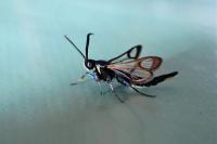 Synanthedon myopaeformis