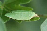 Tortrix viridana
