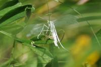 Pterophorus pentadactylus