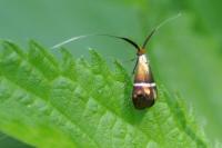 Adela australis