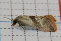 Falseuncaria ruficiliana