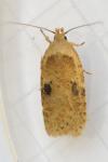 Agonopterix propinquella