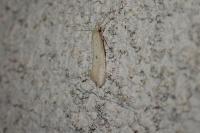 Myrmecozela ataxella
