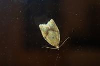 Clepsis consimilana