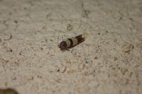 Goidanichiana jourdheuillella