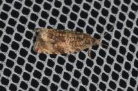 Celypha lacunana