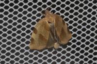 Choristoneura hebenstreitella