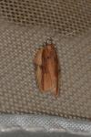 Acleris hastiana