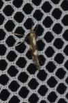 Calybites phasianipennella