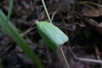 Tortrix viridana