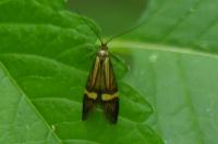 Nemophora degeerella