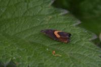 Dichrorampha petiverella