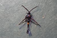 Synanthedon myopaeformis