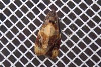Ditula angustiorana
