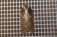 Acleris hastiana