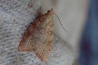 Aleimma loeflingiana