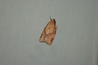 Clepsis consimilana