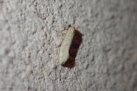 Myrmecozela ataxella