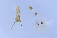 Eucosma