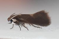 Heliozela sericiella