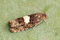 Epiblema