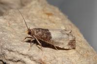 Notocelia cynosbatella