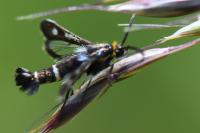 Chamaesphecia nigrifrons