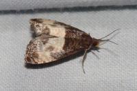 Notocelia cynosbatella