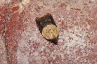 Acleris variegana