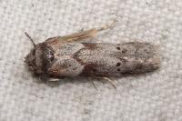 Blastobasis glandulella