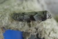 Blastobasis glandulella