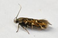 Pancalia leuwenhoekella