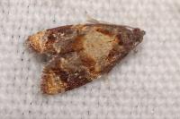 Ditula angustiorana