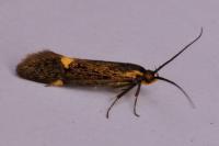 Esperia sulphurella
