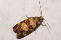 Aethes tesserana
