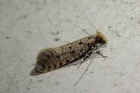 Ateliotum petrinella