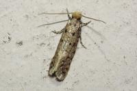 Ateliotum petrinella