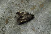 Telechrysis tripuncta