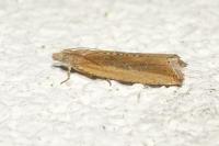 Bactra