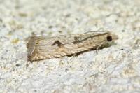 Bactra