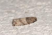 Gypsonoma aceriana