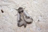 Parahypopta caestrum